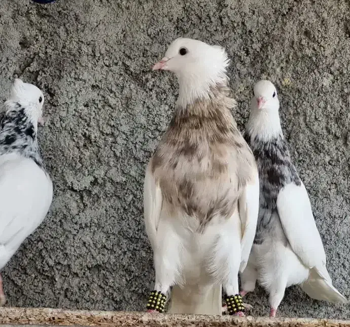 طوقی|پرنده|بافت, |دیوار