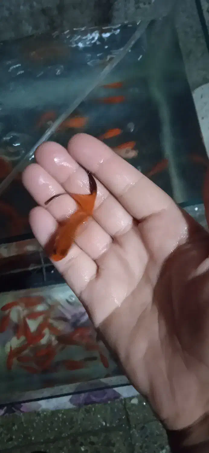 ماهی عمده|ماهی|باغ صفا, |دیوار