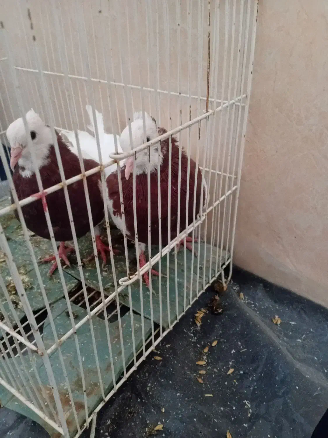 طوقی|پرنده|سبزوار, رباط|دیوار