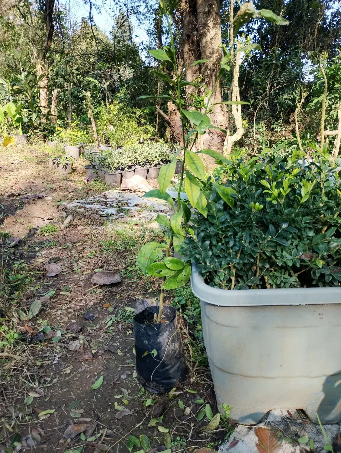 نهال نارنج نایلکسی|گل و گیاه طبیعی|واجارگاه, |دیوار