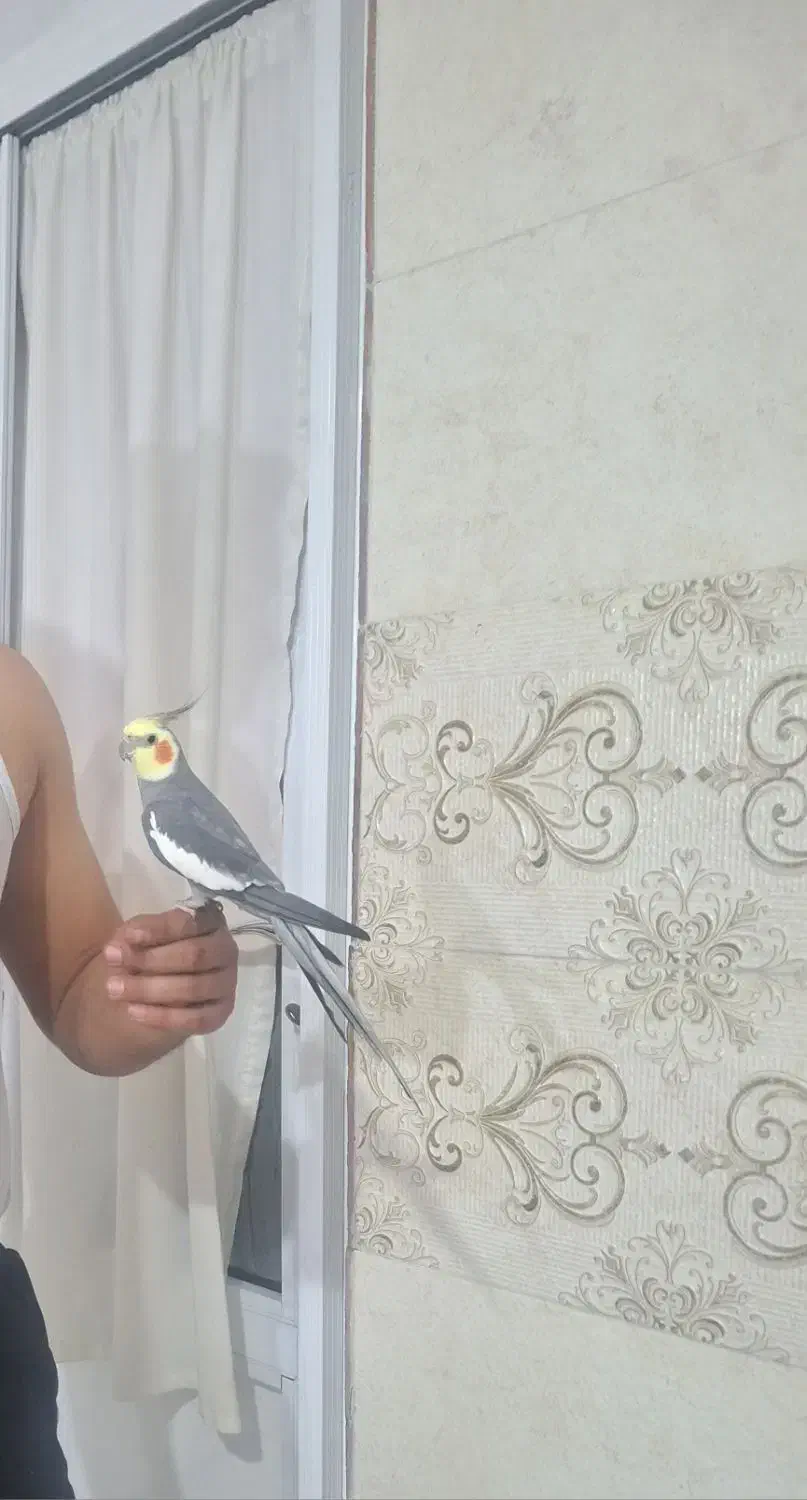 ی‌عروس‌هلندی‌‌سخن‌گو|پرنده|قره ضیاالدین, |دیوار