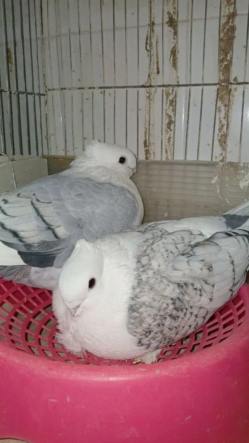 کبوتر ساتن نوک ریز|پرنده|شاهین‌شهر, فردوسی|دیوار