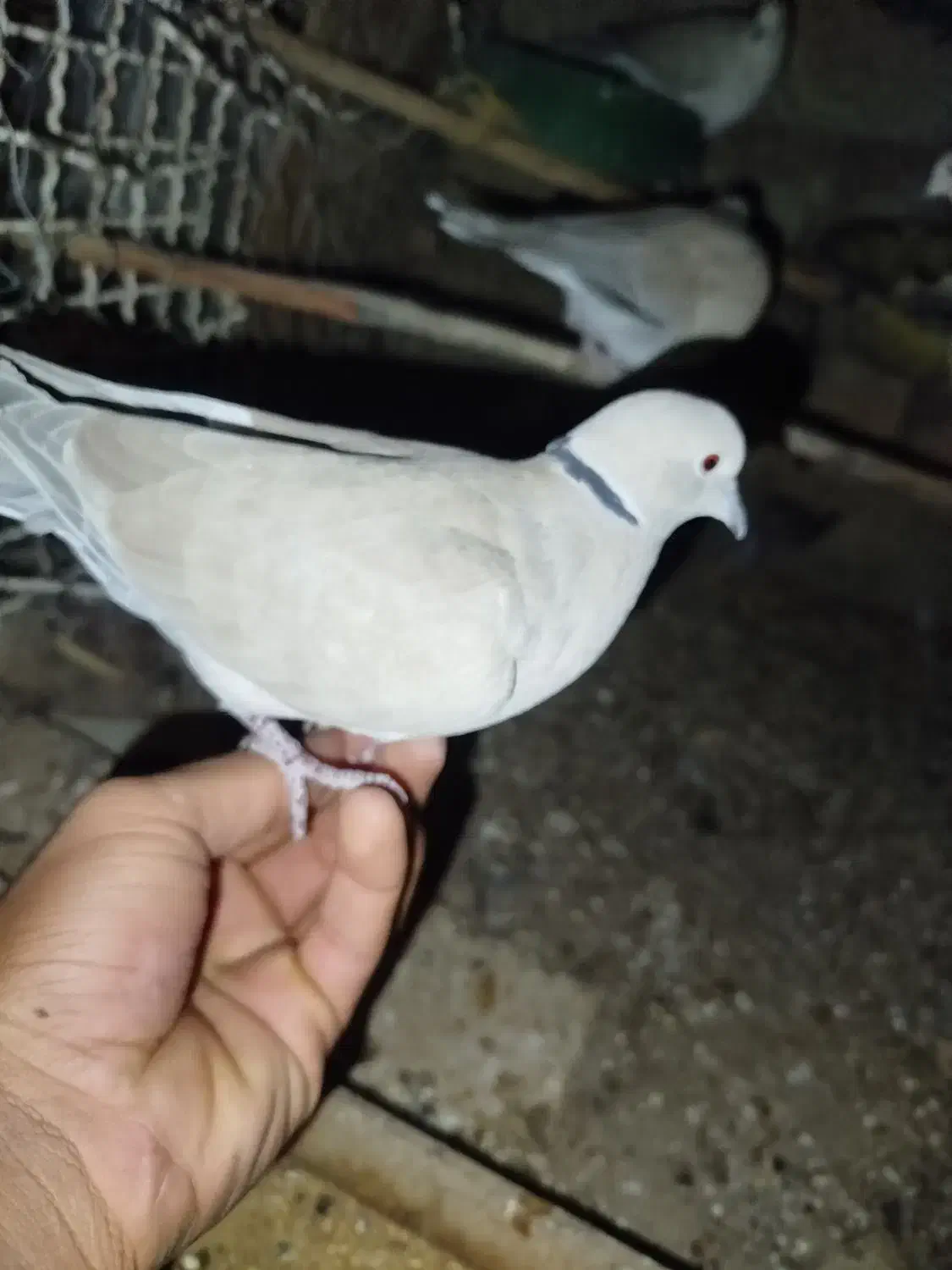 کبوتر باغی|پرنده|جزنیک, |دیوار