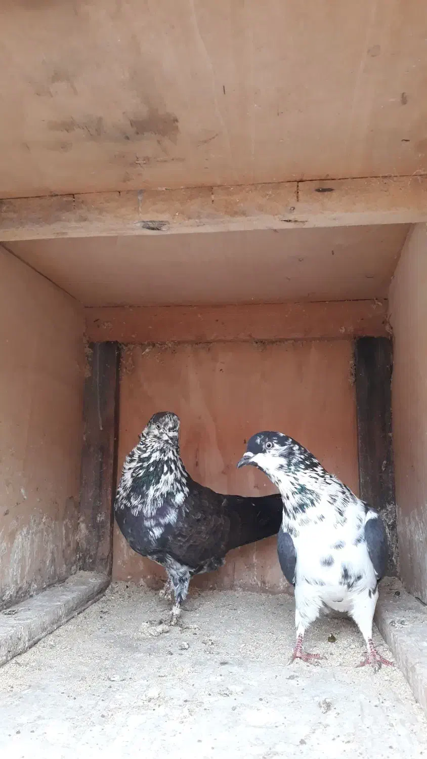 کفتر پروازی وجفتگاهی|پرنده|شفت, |دیوار