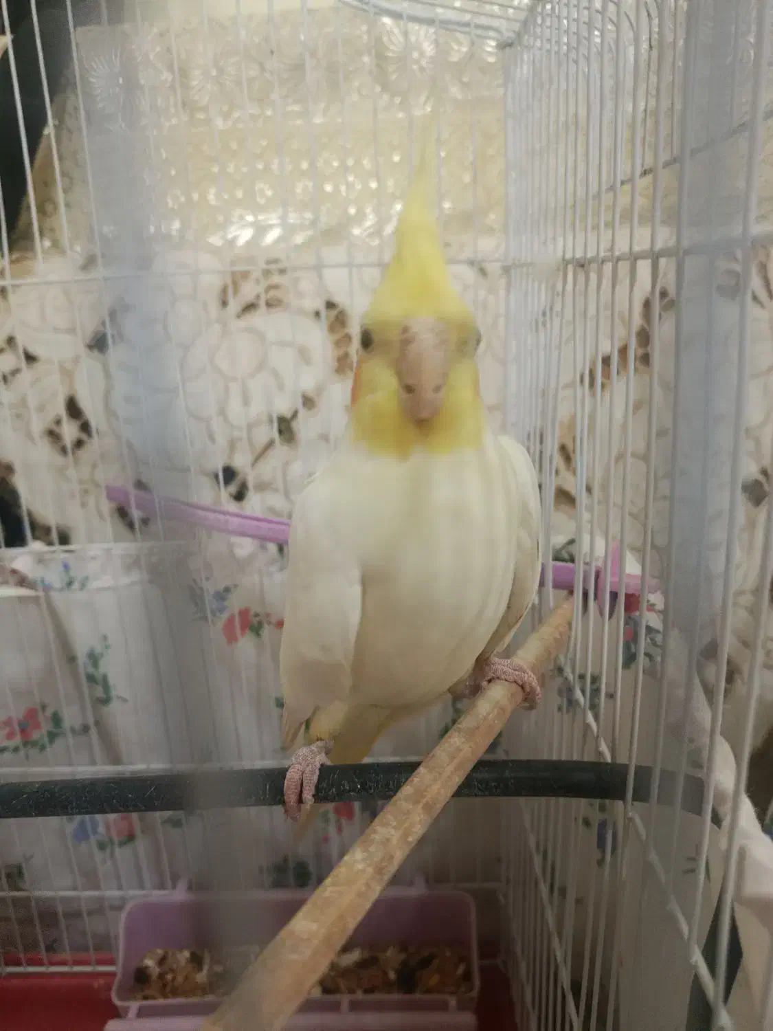 یه جفت عروس هلندی لوتینو|پرنده|لالجین, |دیوار