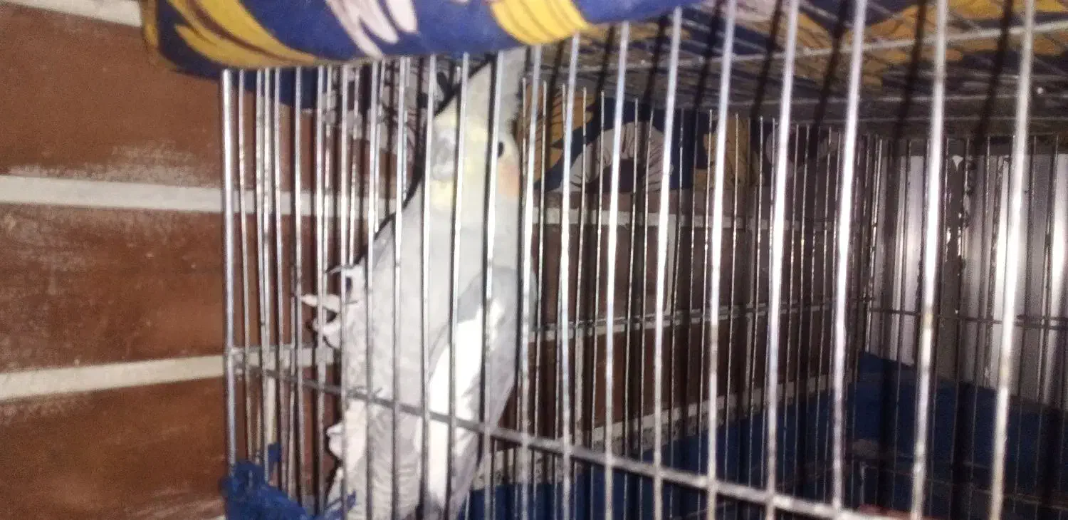 چندعدد پرنده به فروش میرسد|پرنده|لاران, |دیوار