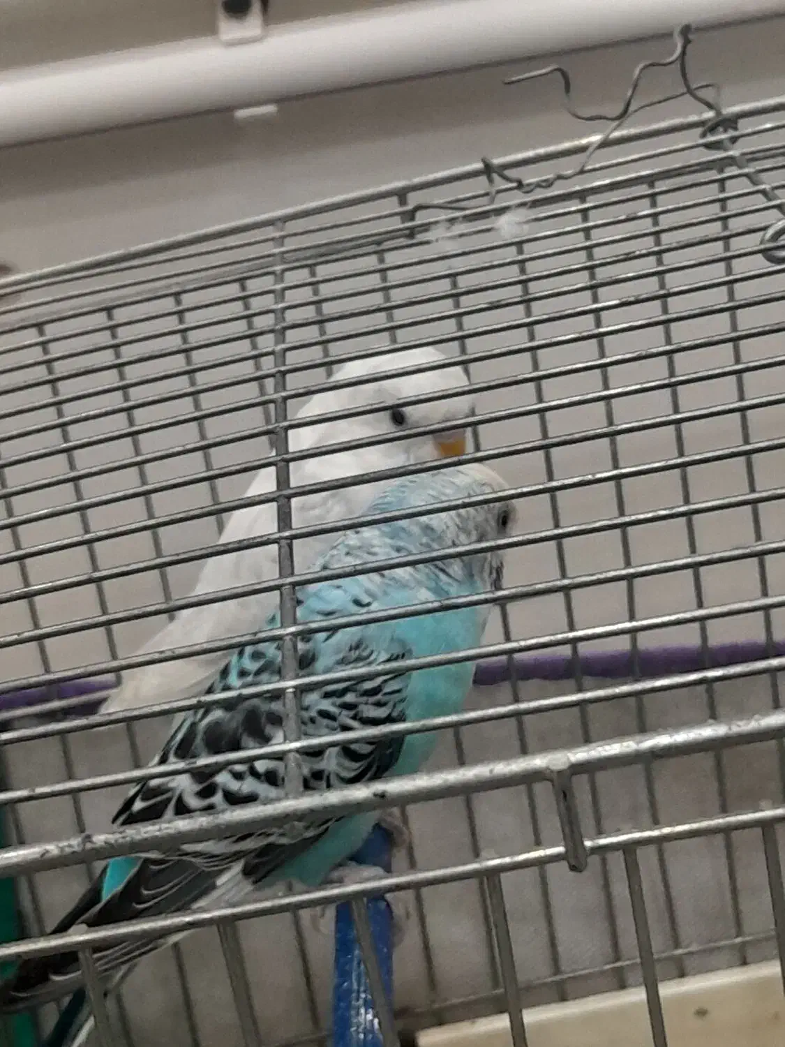 مرغ عشق|پرنده|شاهین دژ, |دیوار