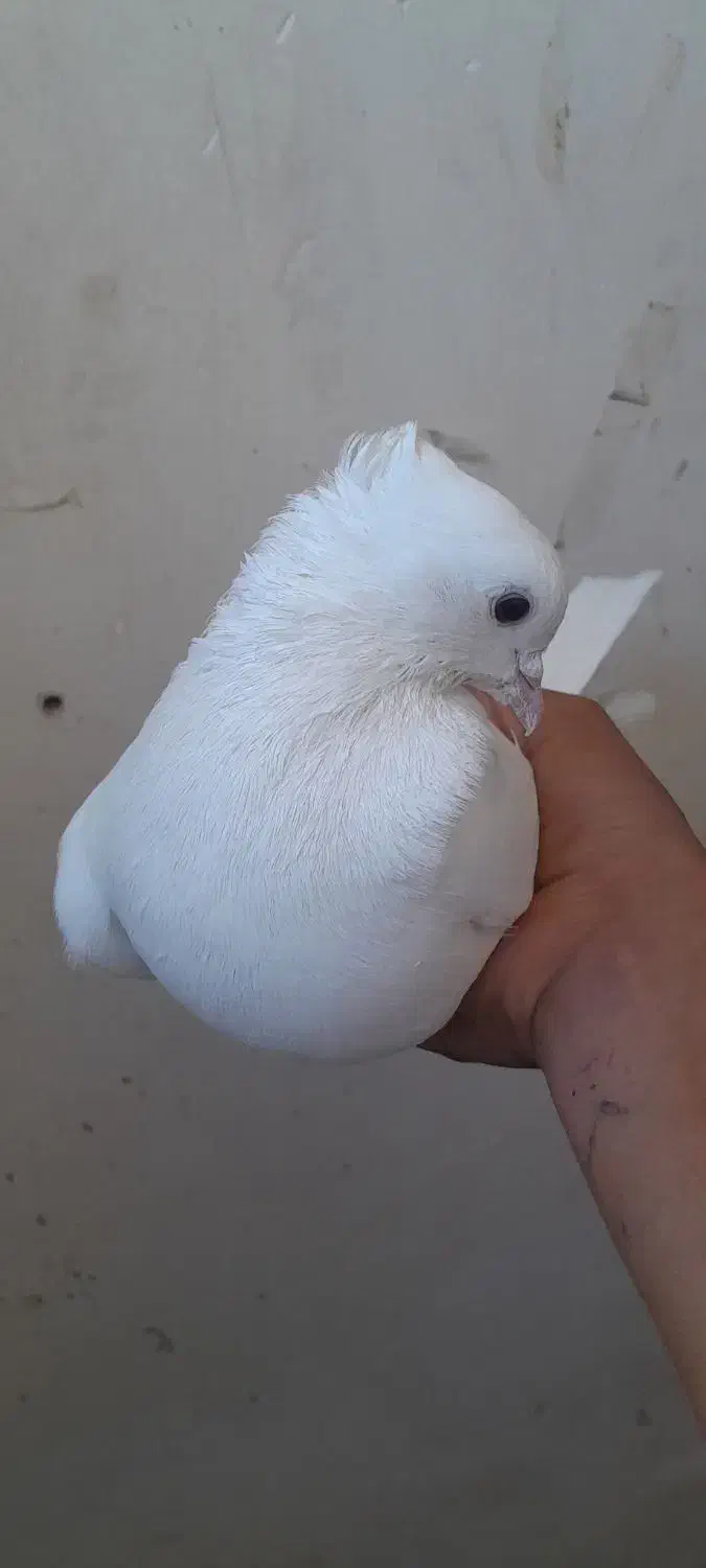 دو کفتر سفید و آلمانی و عروس هلندی|حیوانات|قائن, |دیوار