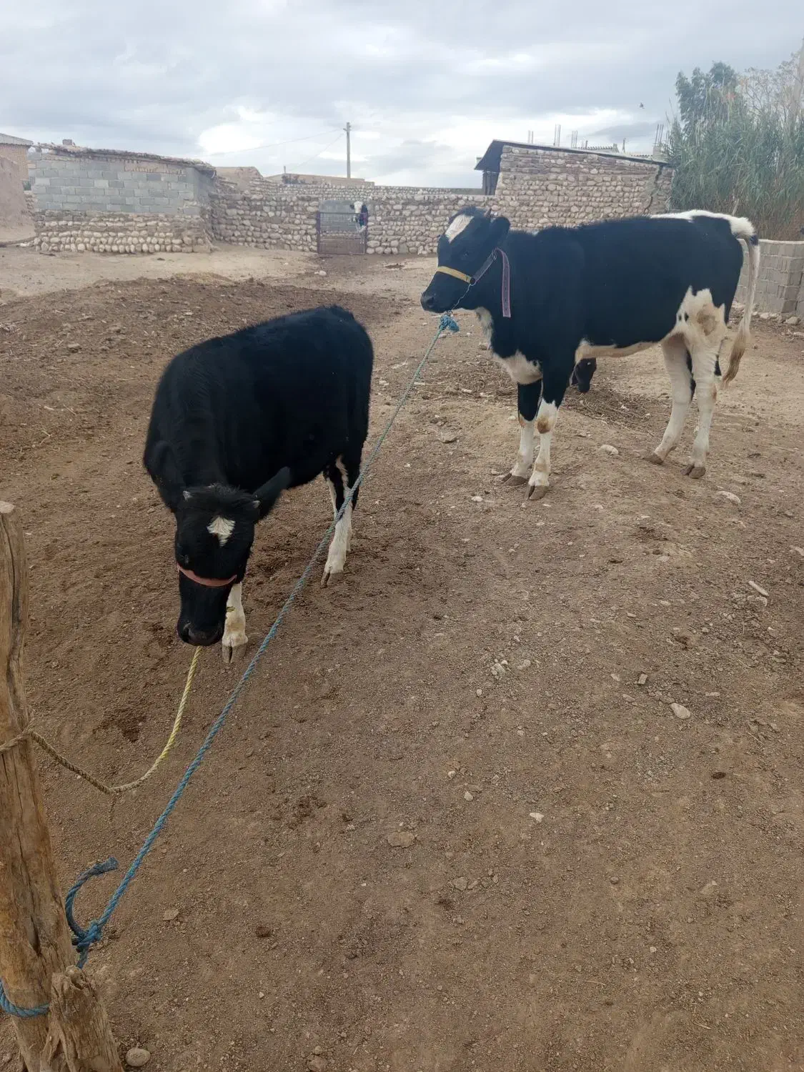 گوساله|حیوانات مزرعه|مراوه, |دیوار