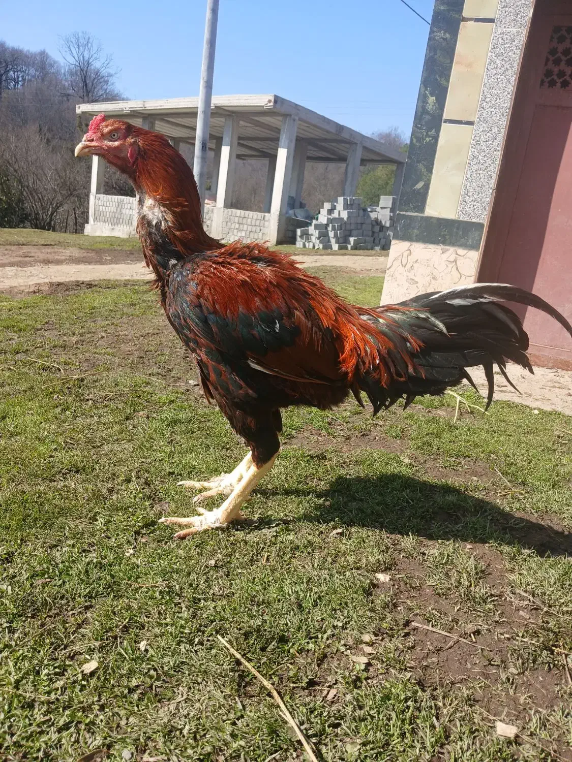 خروس‌لاری|حیوانات مزرعه|شاندرمن, |دیوار