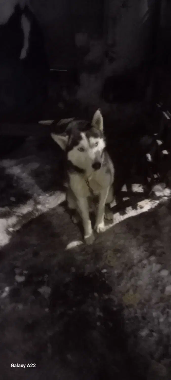 هاسکی|سگ|اردبیل, |دیوار