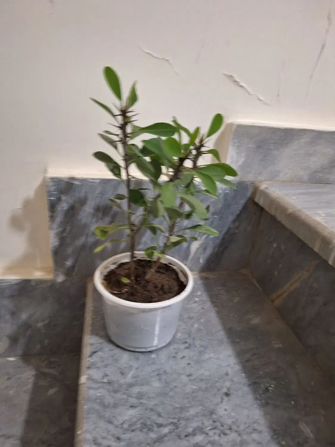 گل قاشقی وسانسوریا|گل و گیاه طبیعی|قزوین, |دیوار