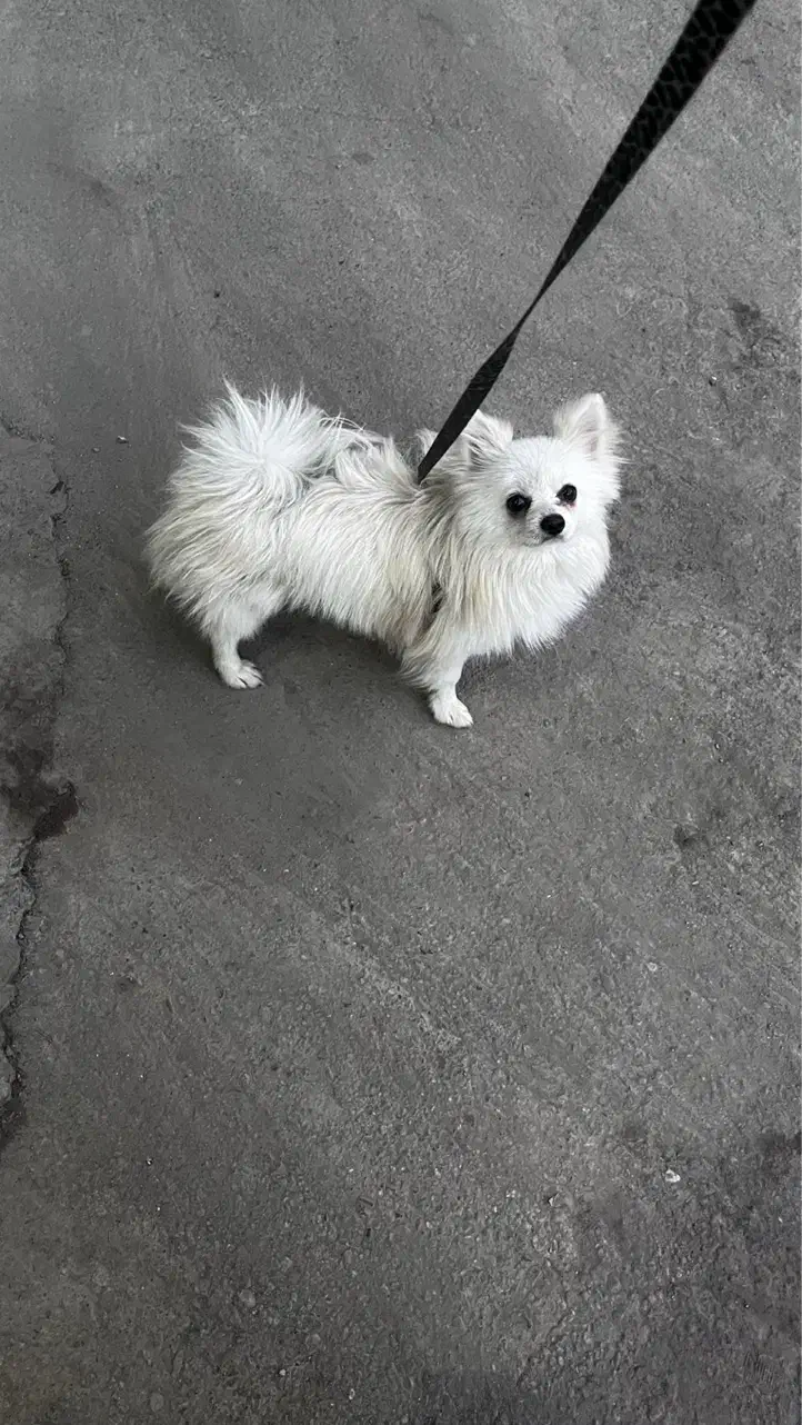 سگ پامرانین|سگ|قم, امامزاده ابراهیم|دیوار