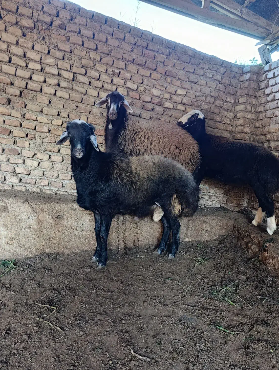 گوسفند نر|حیوانات مزرعه|خلیل شهر, |دیوار
