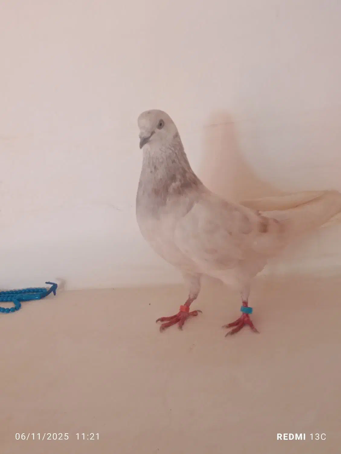 کفتر تهرانی پرشی|پرنده|اهر, |دیوار