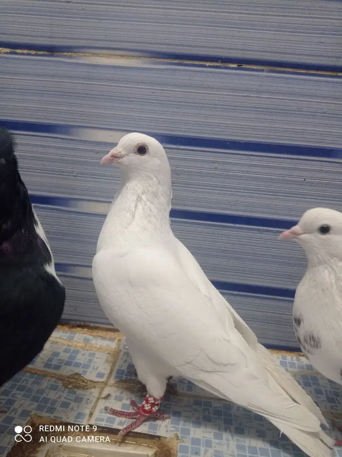 کبوتر|پرنده|نیشابور, فردوسی جنوبی|دیوار