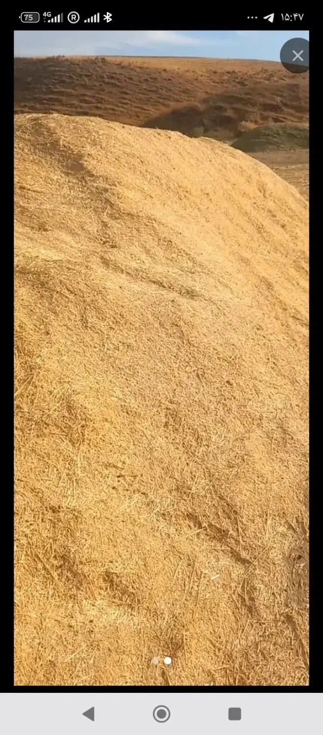 کاه|حیوانات مزرعه|چهاردولی, |دیوار