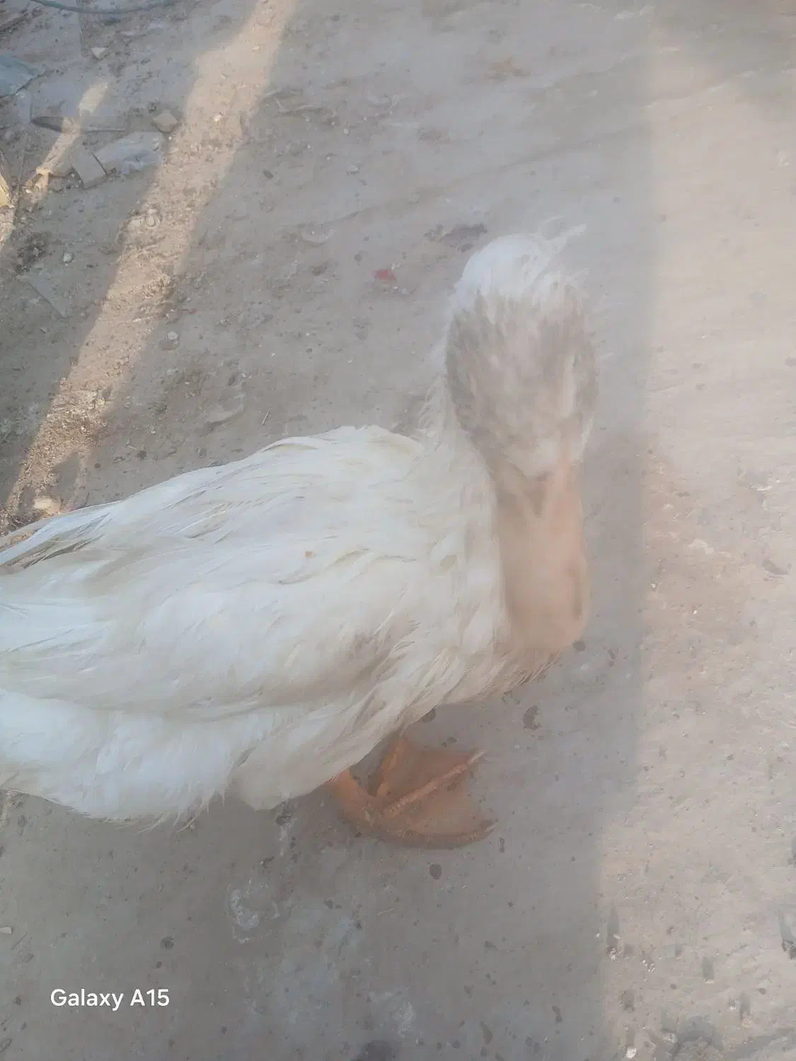 خروس، اردک|حیوانات مزرعه|صفادشت, |دیوار