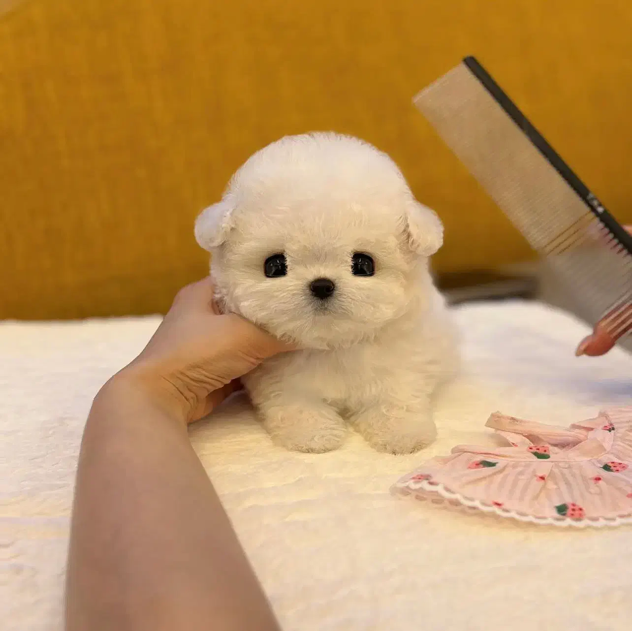 پودل جیبی مالتیز مینی|سگ|تهران, میدان ولیعصر|دیوار