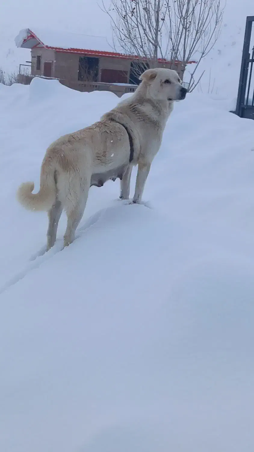 سگ عراقی|سگ|نظر کهریزی, |دیوار