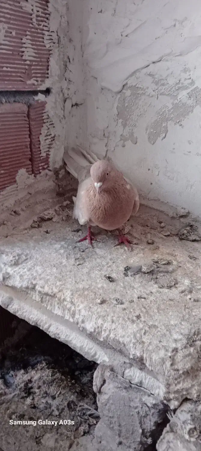 کفتر|پرنده|اردبیل, |دیوار