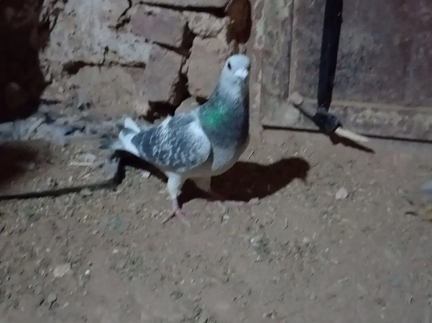 700|پرنده|سلامی, |دیوار