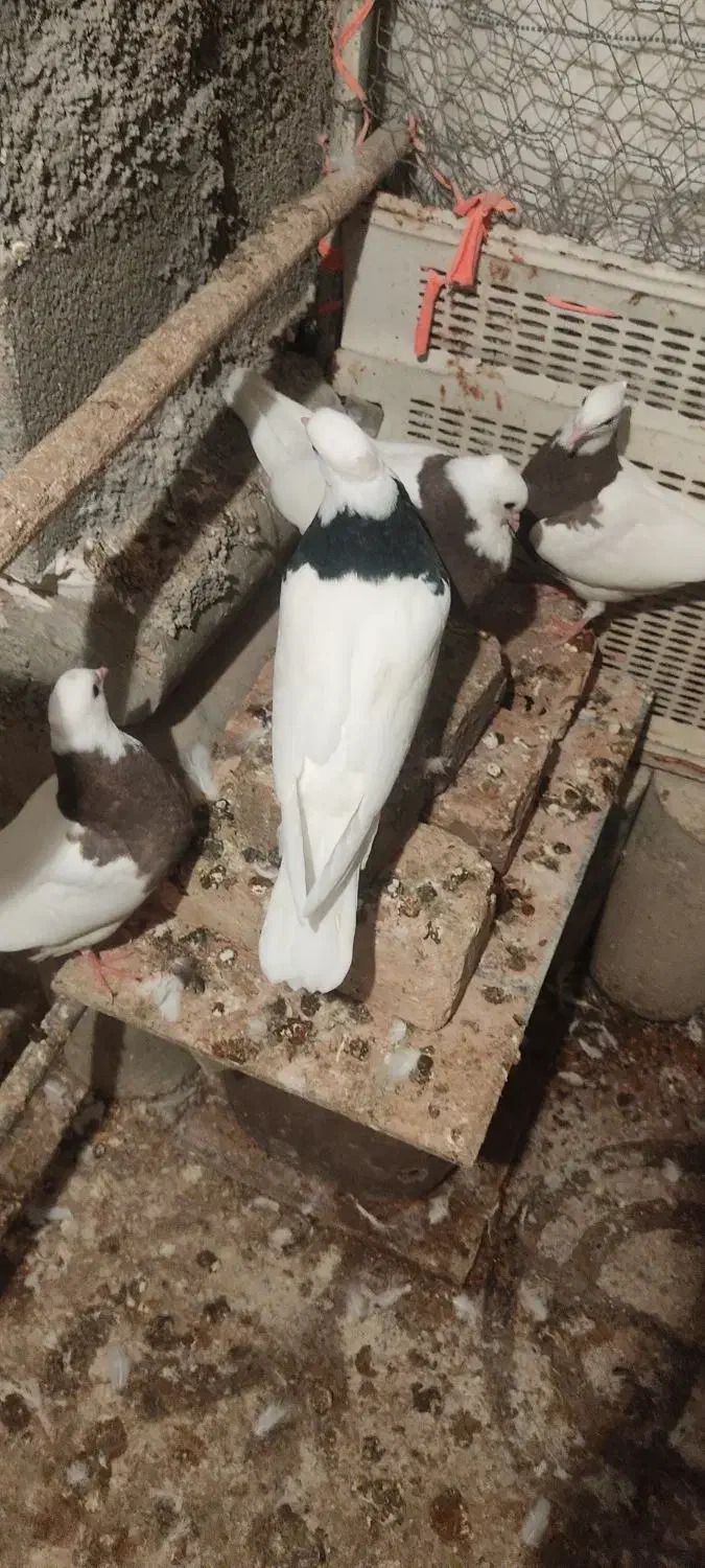 دو جفت جوجه طوق پاییزی|پرنده|ایلام, |دیوار