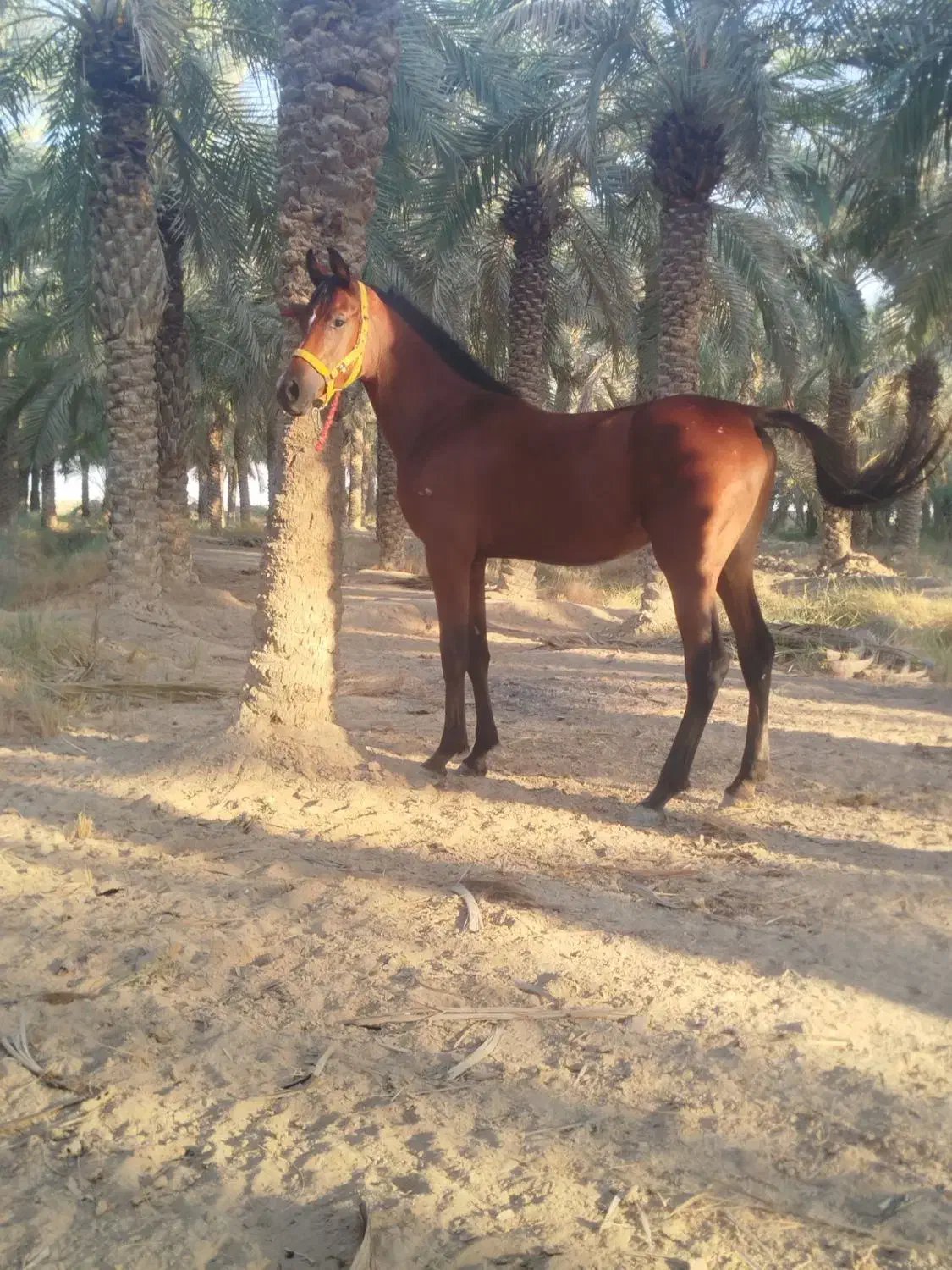 نریان دوسر زیبای|اسب و تجهیزات اسب‌سواری|شادگان, |دیوار