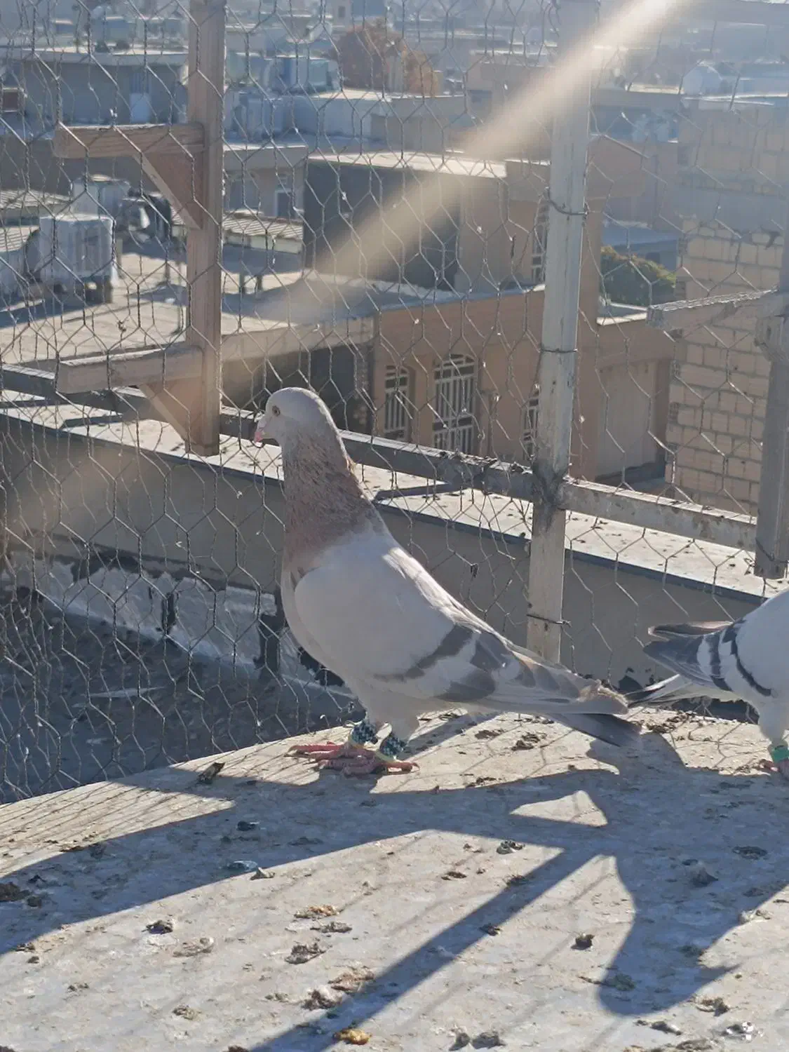 سوسنی ترنج دار|پرنده|شیراز, گویم|دیوار