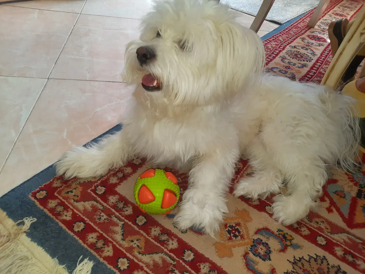 حیوانات خانگی  سگ|سگ|اصفهان, مسجد مصلی|دیوار