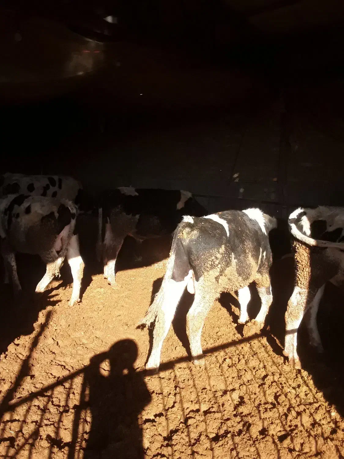 ۱۲ راس گوساله هلشتاین درجه یک|حیوانات مزرعه|شازند, |دیوار