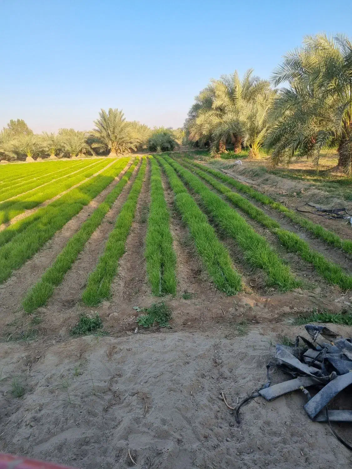 نشا پیاز|گل و گیاه طبیعی|جیرفت, |دیوار