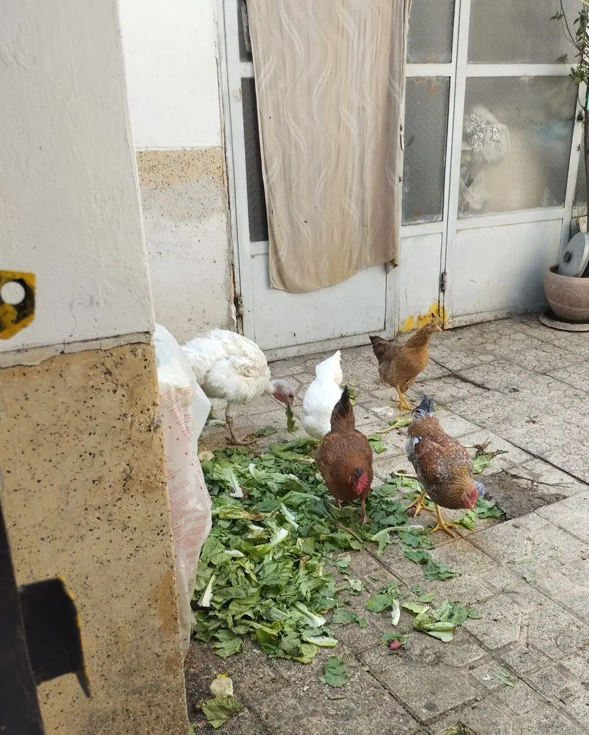 مرغ نیمچه بوقلمون|حیوانات مزرعه|تهران, سلسبیل شمالی|دیوار