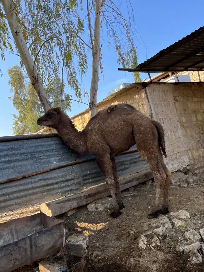 بچه شتر چاق برای نذری|حیوانات مزرعه|قنوات, |دیوار