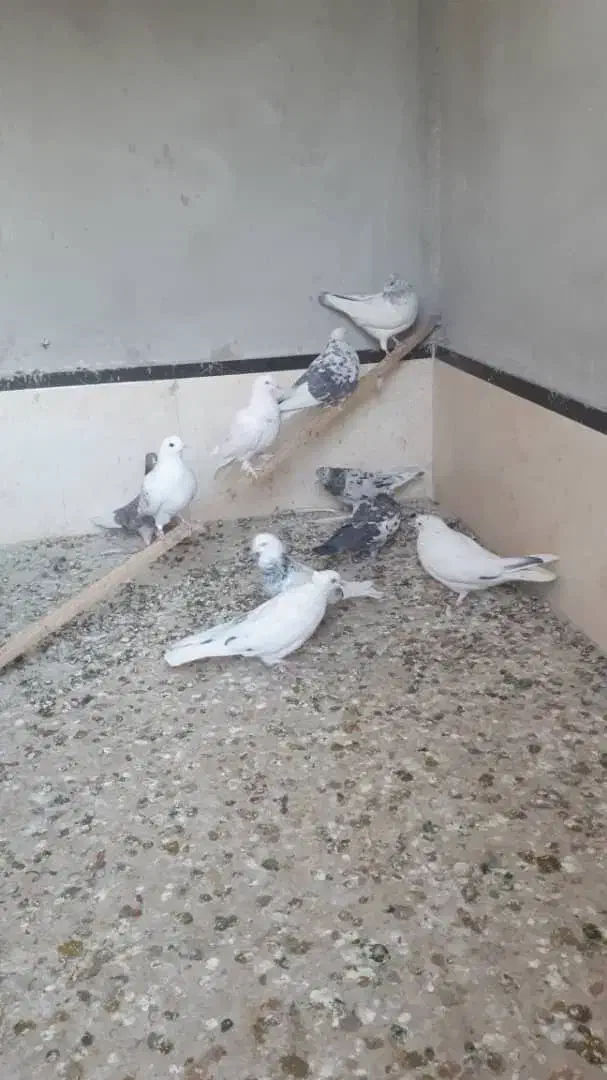 10تاکفتر غریبگیری ماده سرور|پرنده|قرچک, مهدیه|دیوار