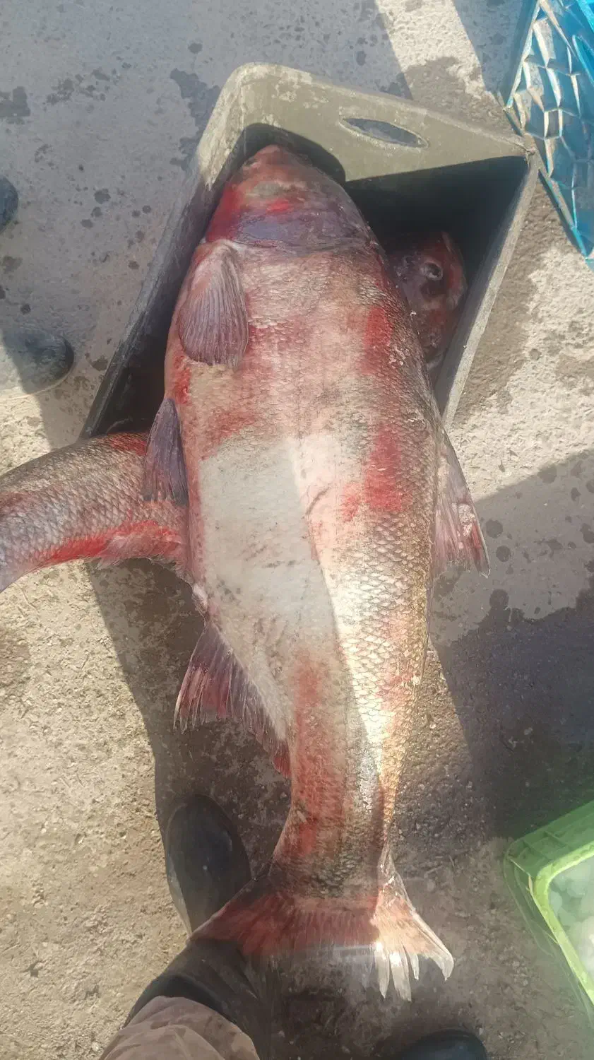 ماهی طوفان 20 کیلویی|ماهی|زاهدان, |دیوار