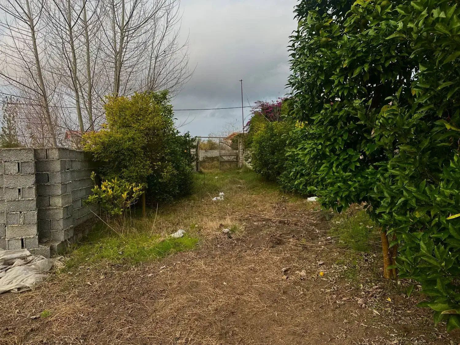 زمین دلباز ۲۵۰۰ متری، فرصت استثنائی سرمایهگذاری|فروش زمین و ملک کلنگی|چاف و چمخاله, |دیوار