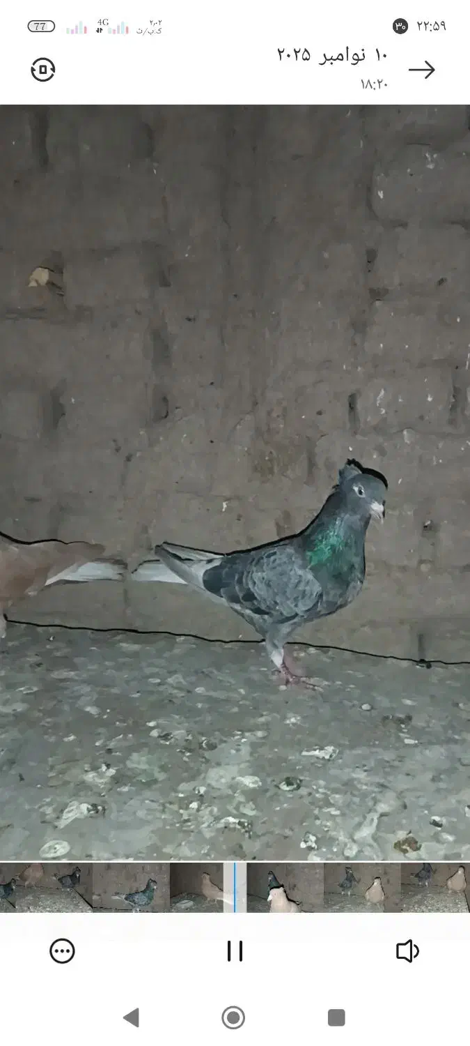 نرماده|پرنده|قلندر آباد, |دیوار