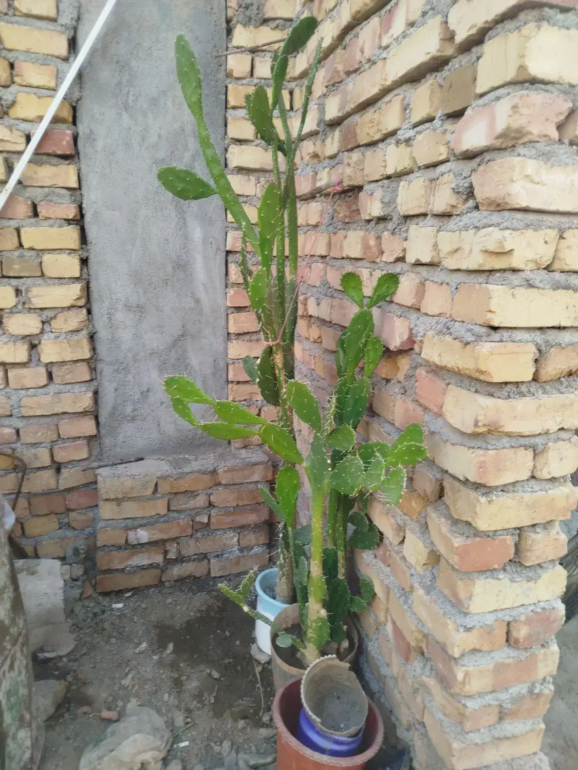 فروش کا کتوس درختی|گل و گیاه طبیعی|جوین, |دیوار