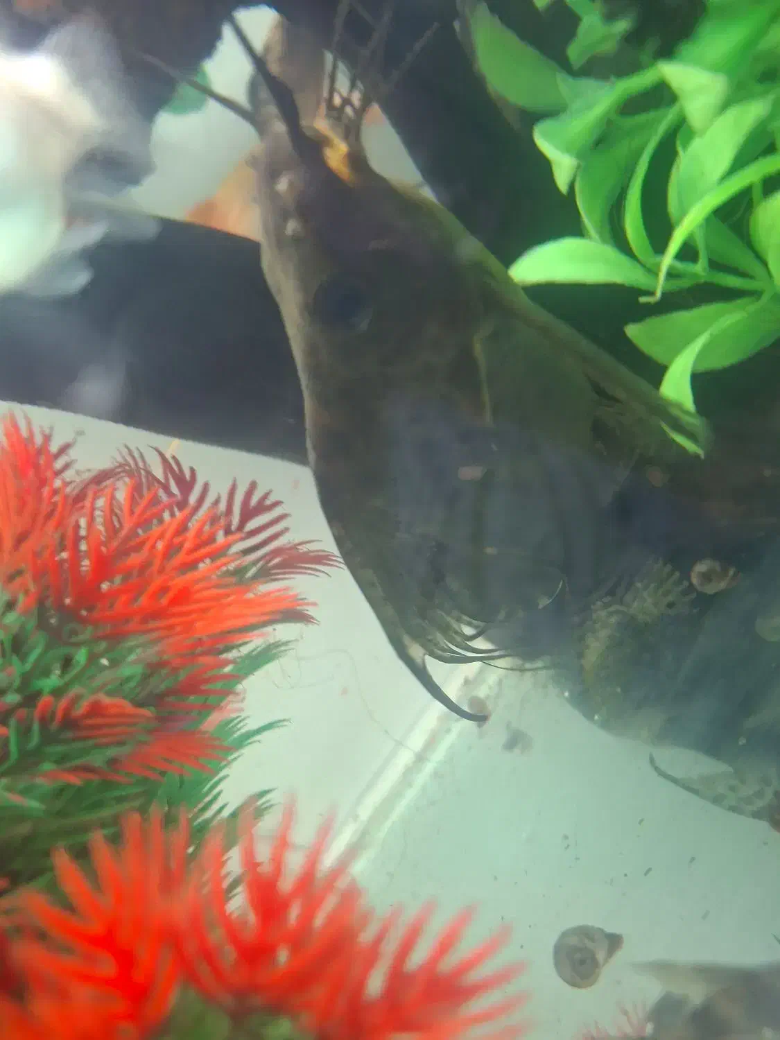 خرگوش ماهی درشت دوتاباهم|ماهی|مشهد, هفده شهریور|دیوار