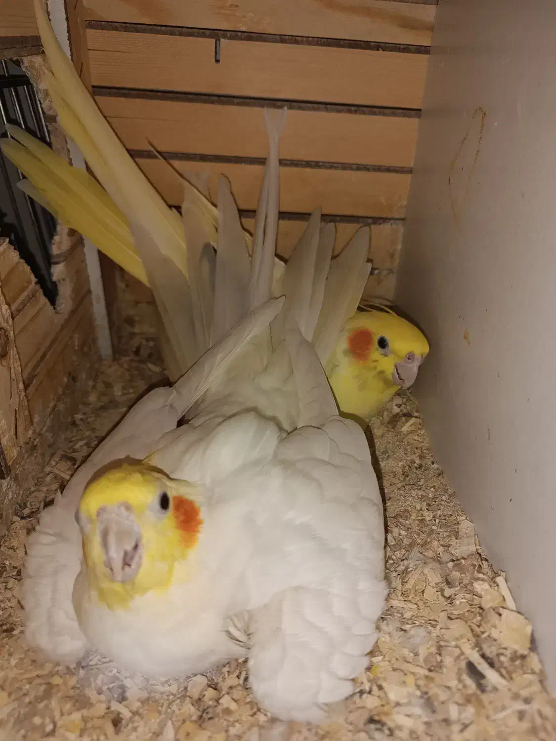 یه جفت عروس هلندی مولد فوق العاده زیبا|پرنده|تهران, اکباتان|دیوار