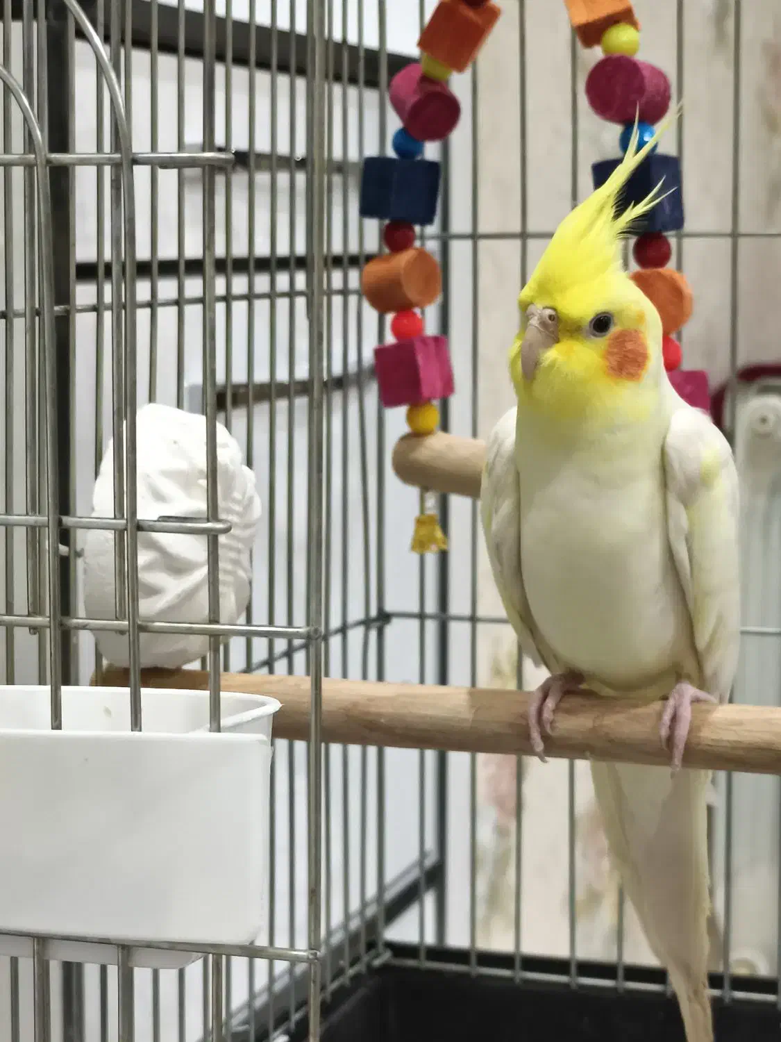 فروش عروس هلندی|پرنده|کرج, کوی کارمندان جنوبی|دیوار