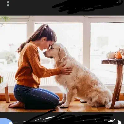 نگهداری سگ پامر واگذاری|سگ|کرمان, |دیوار