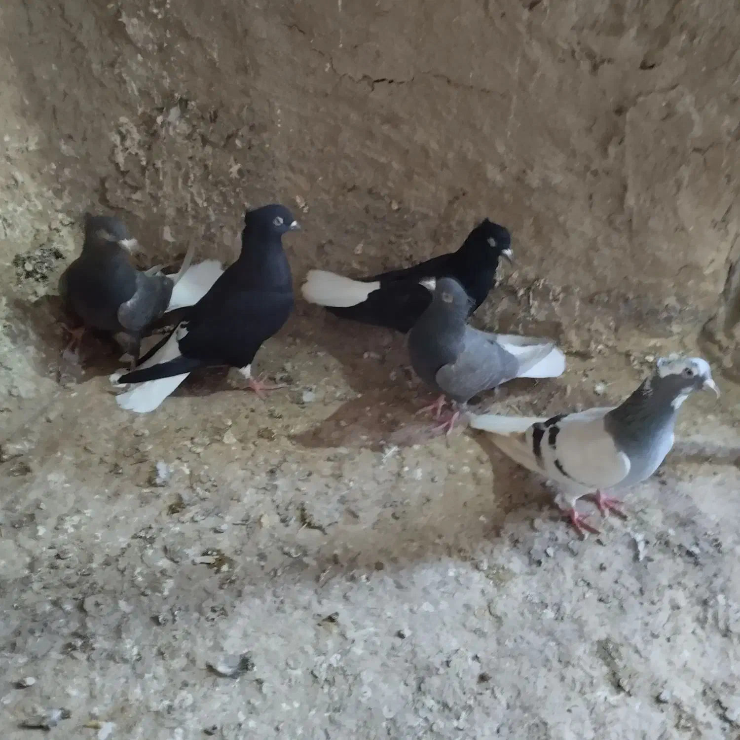 کفتر|پرنده|نیشابور, فضل|دیوار