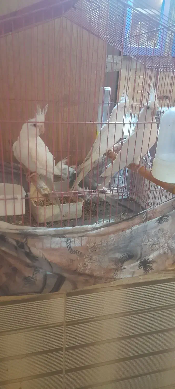 عروس درجه یک|پرنده|چغادک, |دیوار