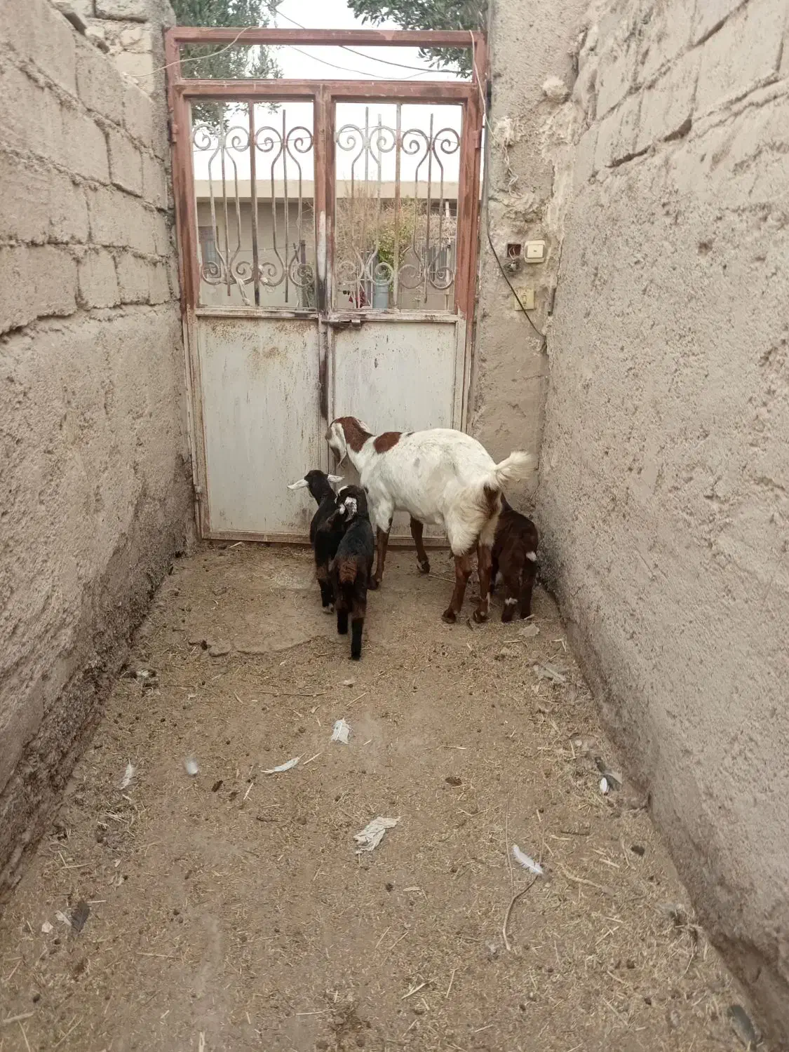 گوسفند ابست و بز جملی|حیوانات مزرعه|زابل, |دیوار