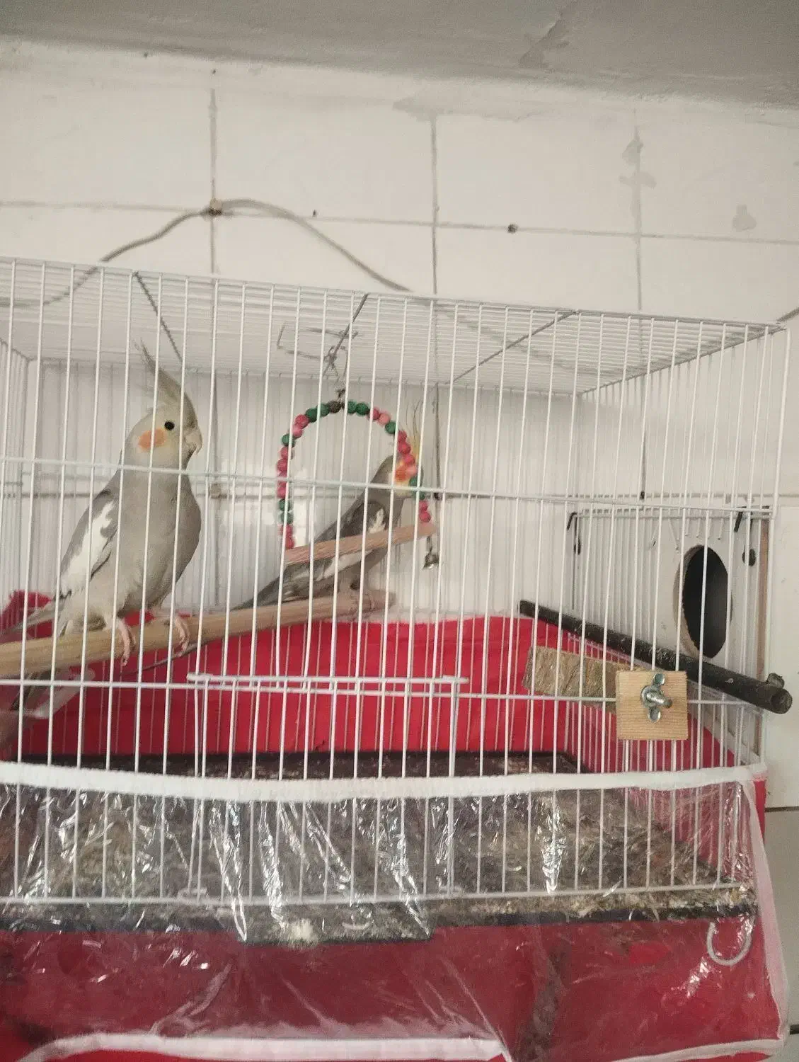 جفت عروس هلندی مولد|پرنده|نیشابور, مدرس|دیوار