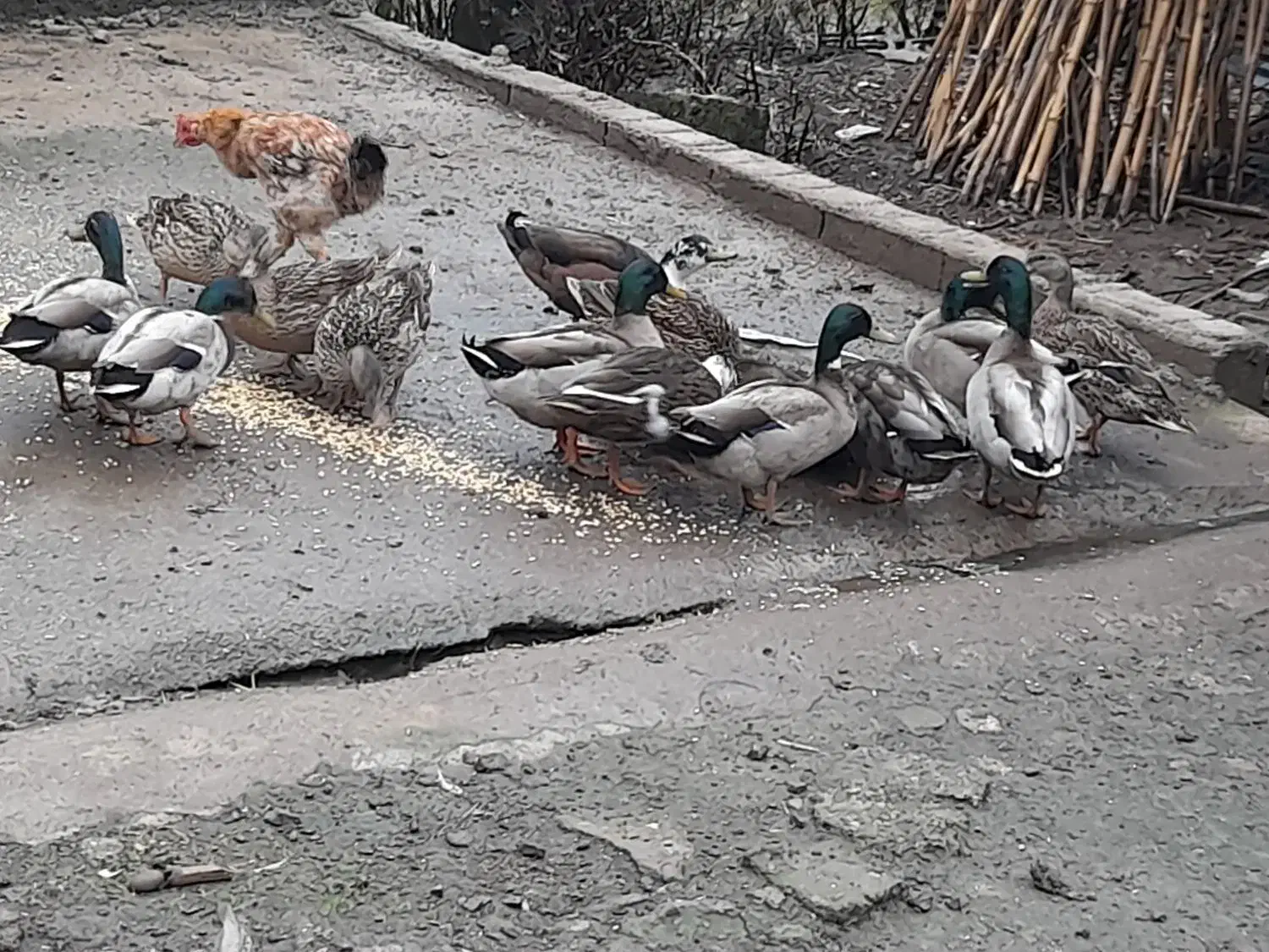 اردک نمه ای.|حیوانات مزرعه|رودبنه, |دیوار