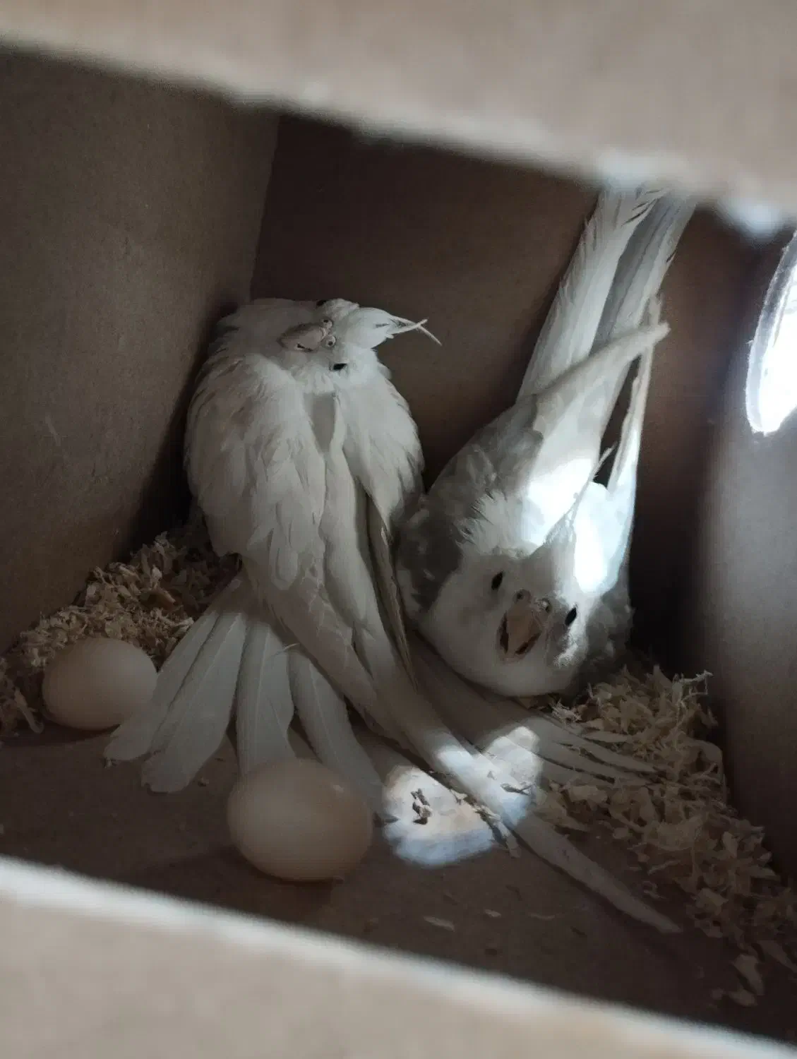 پرنده سرای امیر|پرنده|شیراز, کرونی(خاتونک)|دیوار