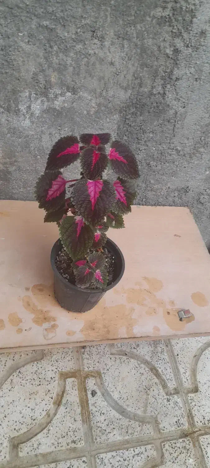 گلهای طبیعی|گل و گیاه طبیعی|شیروان (خراسان), |دیوار